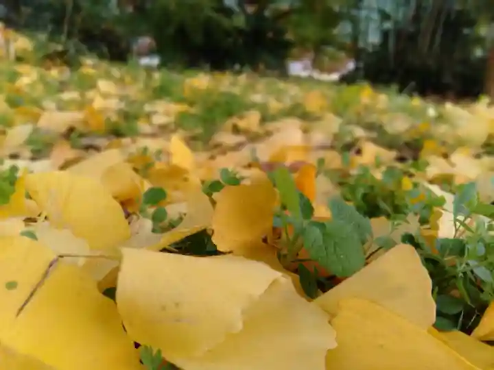 國分寺(国分寺)の自然