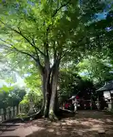 春日神社(奈良県)