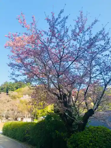 岡寺（龍蓋寺）(奈良県)