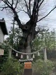 溝口神社(神奈川県)