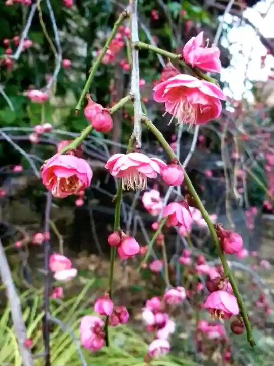 成子天神社(東京都)