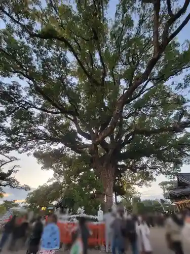 百舌鳥八幡宮(大阪府)