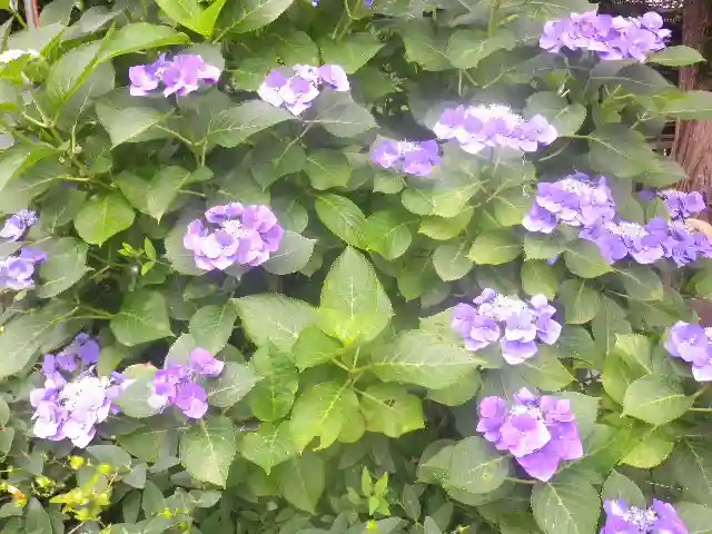 御霊神社の自然