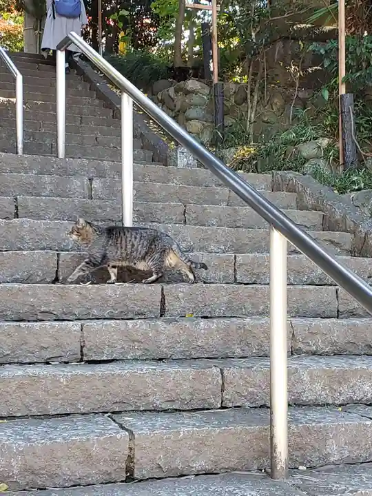 代々木八幡宮の動物