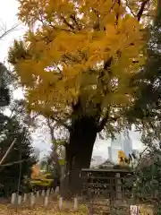 芝東照宮の自然