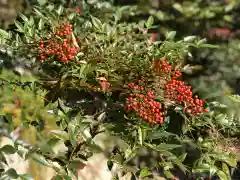 木舟山　順教寺の自然