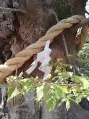 賀羅加波神社の自然