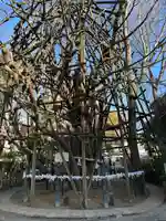 白髭神社(神奈川県)