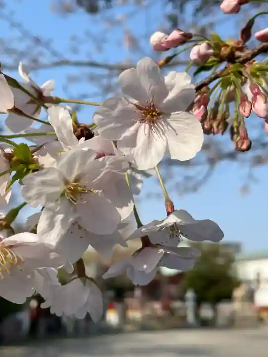 潮田神社の{uncategorized: "未分類", other: "その他", undefined: "問題あり", building: "その他建物", grave: "お墓", sacred_gate: "鳥居", guardian: "狛犬", statue: "像", buddha: "仏像", history: "歴史", nature: "自然", garden: "庭園", animal: "動物", pagoda: "塔", temizu: "手水舎", mountain_gate: "山門・神門", sanctuary: "本殿・本堂", subordinate: "末社・摂社", art: "芸術", scenery: "景色", jizo: "地蔵", ema: "絵馬", goshuin: "御朱印", omikuji: "おみくじ", items: "授与品その他", amulet: "お守り", goshuincho: "御朱印帳", eats: "食事", festival: "お祭り", votive_dance: "神楽", shichigosan: "七五三参", wedding: "結婚式", experience: "体験その他", initially: "初詣", around: "周辺", anti_infection: "感染症対策"}