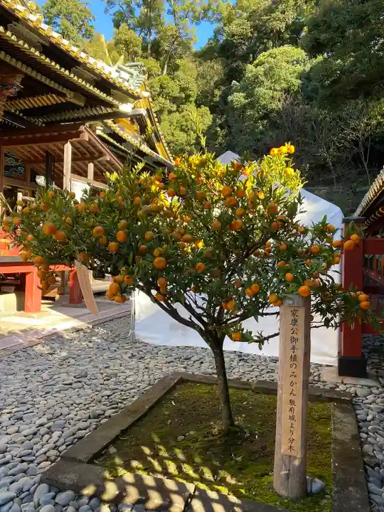 久能山東照宮の自然