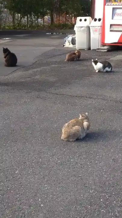 御誕生寺(猫寺)の動物