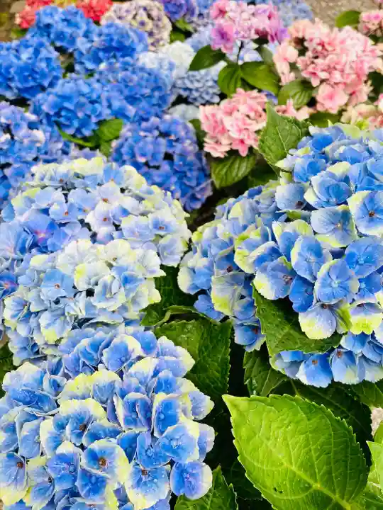 長谷寺(奈良県)