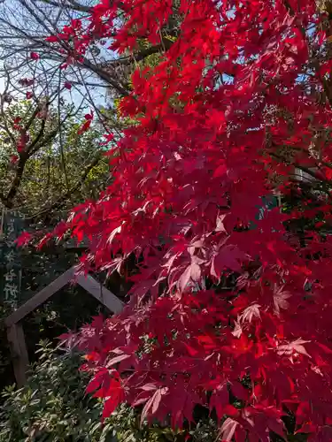 阿佐ヶ谷神明宮(東京都)