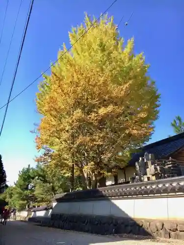 本高寺の自然