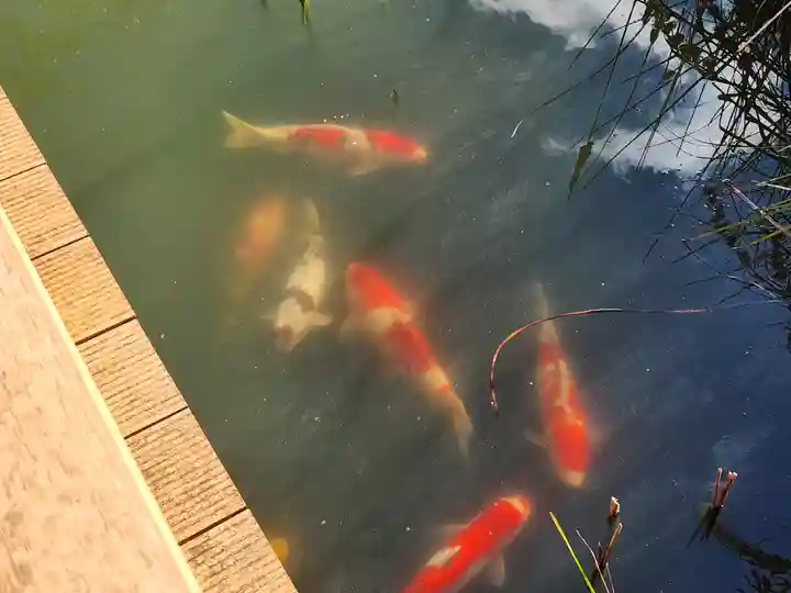 福祥寺(須磨寺)の動物