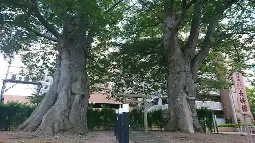 熊野神社の自然