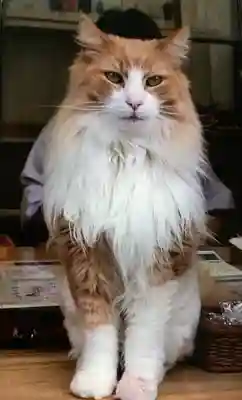 駒込妙義神社(東京都)