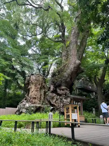 來宮神社(静岡県)