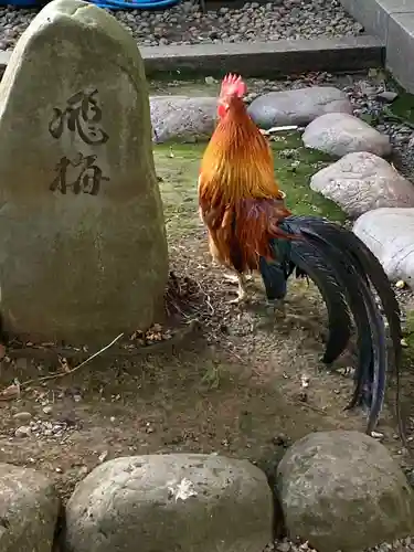 谷保天満宮の動物