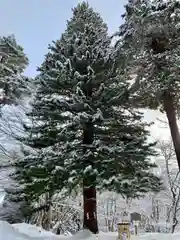 土津神社｜こどもと出世の神さまの自然