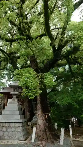 加納天満宮(岐阜県)