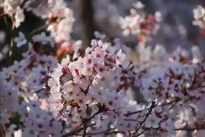 紫雲寺の自然