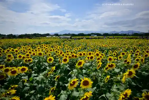 座間神社(神奈川県)