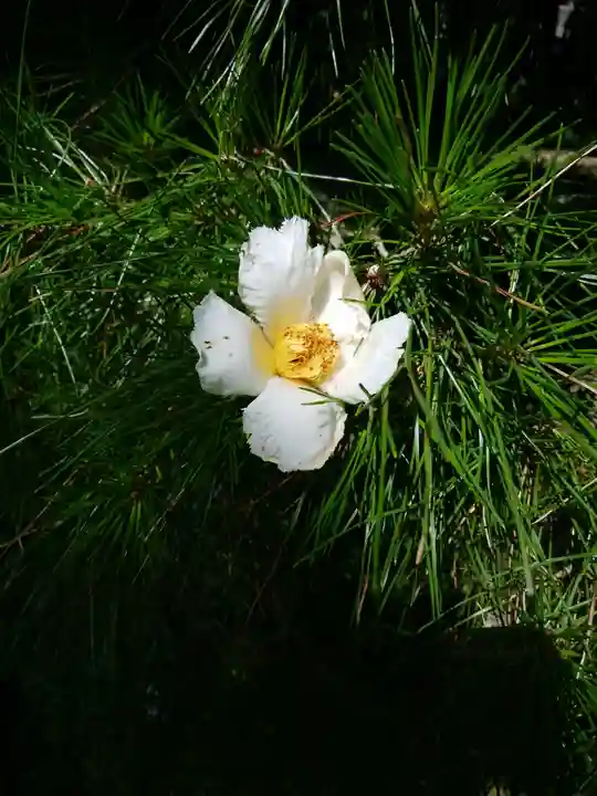 明月院(神奈川県)
