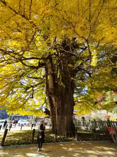 筒賀大歳神社の自然