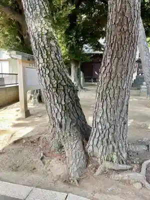 柴又八幡神社(東京都)