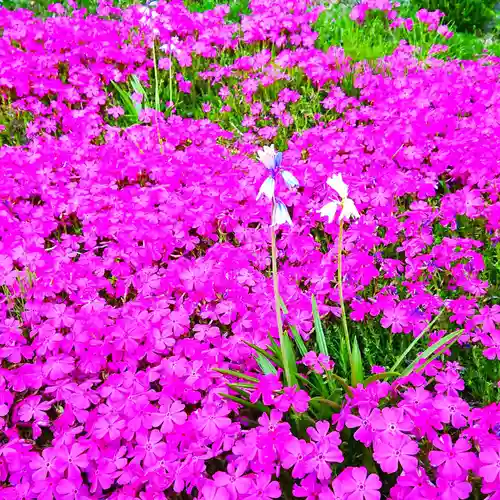 寿量山　速成寺の自然