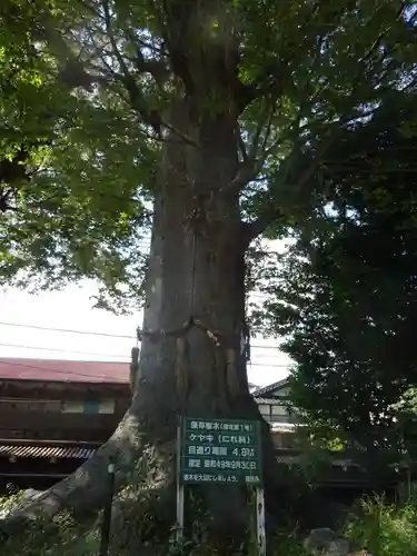 出雲大社相模分祠の自然