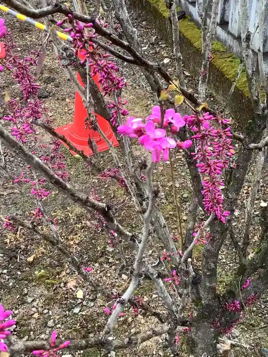手力雄神社の自然