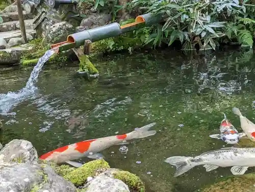一條殿 新善光寺の動物