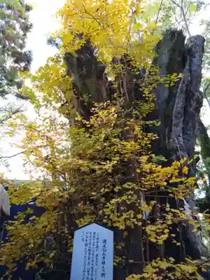 加藤神社の自然
