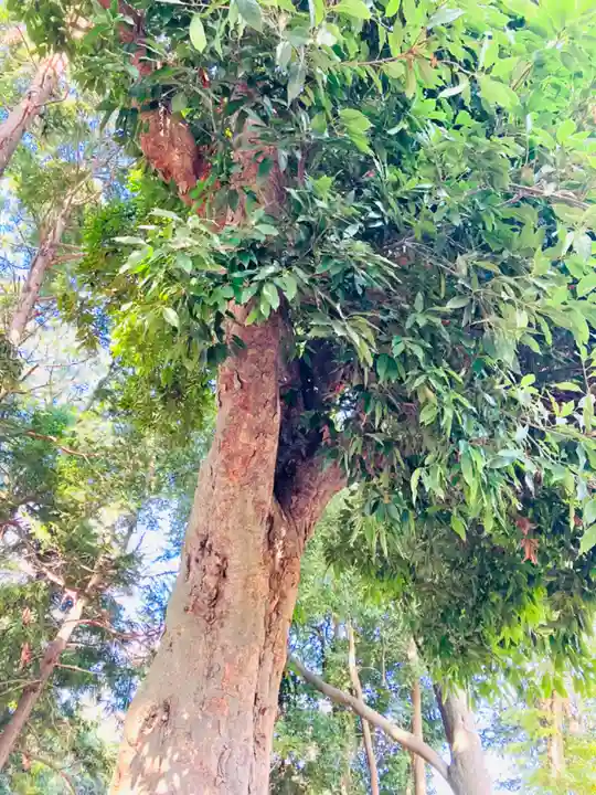 とげぬき地蔵尊の自然