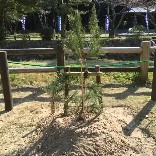 出雲大社の自然