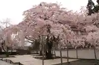 三宝院(三宝院門跡)の自然