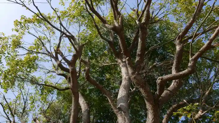 谷原氷川神社の{uncategorized: "未分類", other: "その他", undefined: "問題あり", building: "その他建物", grave: "お墓", sacred_gate: "鳥居", guardian: "狛犬", statue: "像", buddha: "仏像", history: "歴史", nature: "自然", garden: "庭園", animal: "動物", pagoda: "塔", temizu: "手水舎", mountain_gate: "山門・神門", sanctuary: "本殿・本堂", subordinate: "末社・摂社", art: "芸術", scenery: "景色", jizo: "地蔵", ema: "絵馬", goshuin: "御朱印", omikuji: "おみくじ", items: "授与品その他", amulet: "お守り", goshuincho: "御朱印帳", eats: "食事", festival: "お祭り", votive_dance: "神楽", shichigosan: "七五三参", wedding: "結婚式", experience: "体験その他", initially: "初詣", around: "周辺", anti_infection: "感染症対策"}