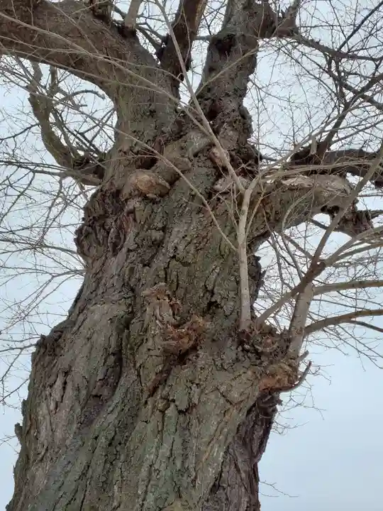 駒形神社(中袋観音堂)の自然
