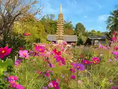 般若寺 ❁﻿コスモス寺❁の自然