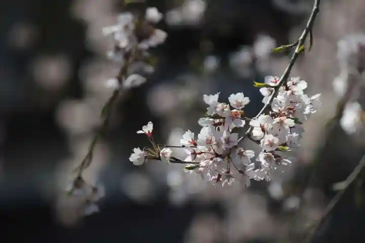 国宝 大法寺の自然
