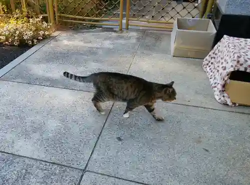 白金氷川神社の動物