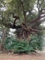 出羽神社(千葉県)