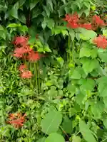 熊野神社の自然