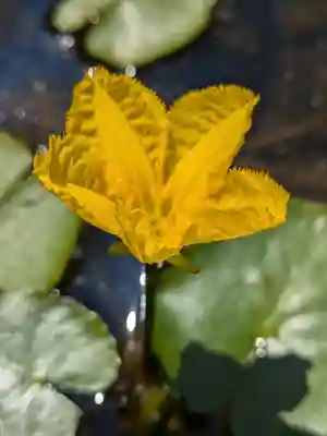 岩井八坂神社(茨城県)