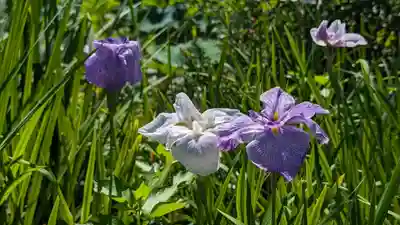 法金剛院(京都府)