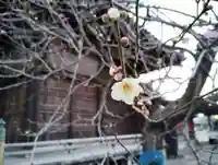 青梅神社(群馬県)