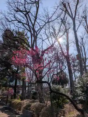 妙法寺(東京都)