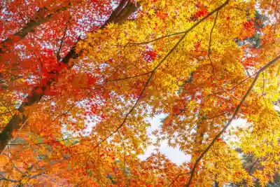 早馬神社の自然
